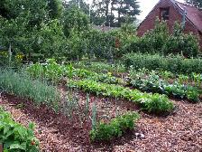 Real Cedar Mulch ! - Photo 4