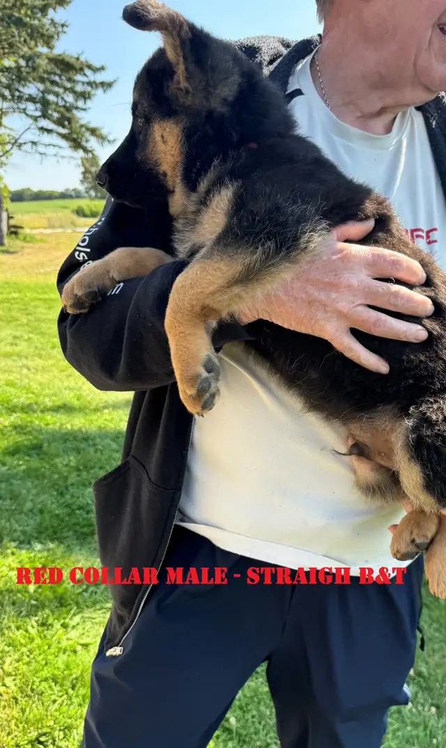 READY TO GO GERMAN SHEPHERD MIX PUPPIES. THREE LEFT!