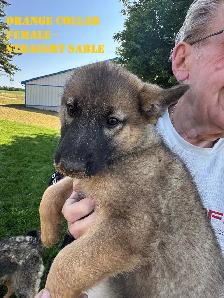 READY TO GO GERMAN SHEPHERD MIX PUPPIES. THREE LEFT! - Photo 2