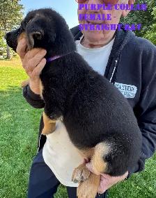 READY TO GO GERMAN SHEPHERD MIX PUPPIES. THREE LEFT! - Photo 3