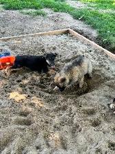 READY TO GO GERMAN SHEPHERD MIX PUPPIES. THREE LEFT! - Photo 4