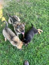 READY TO GO GERMAN SHEPHERD MIX PUPPIES. THREE LEFT! - Photo 5