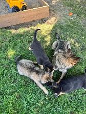 READY TO GO GERMAN SHEPHERD MIX PUPPIES. THREE LEFT! - Photo 6