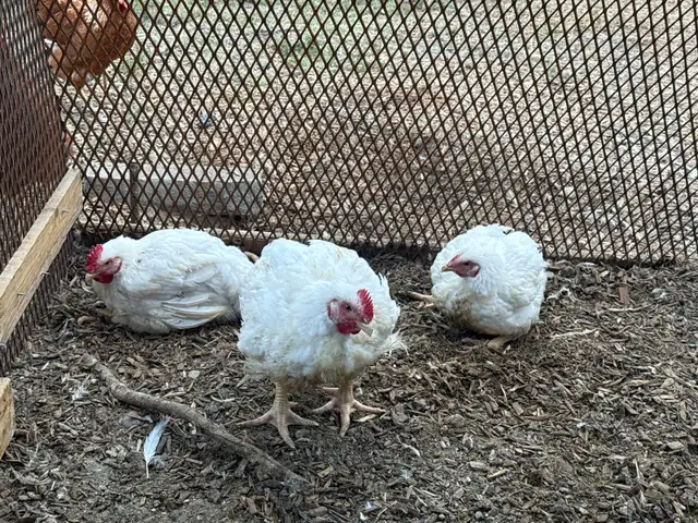 meat birds - full size broilers