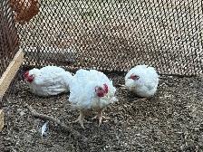 meat birds - full size broilers