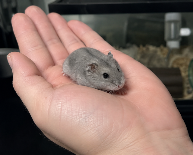 Dwarf Hamster Babies (friendly & social)