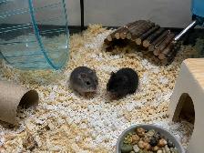 Dwarf Hamster Babies (friendly & social) - Photo 4