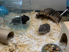 Dwarf Hamster Babies (friendly & social) - Photo 5