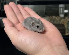 Dwarf Hamster Babies (friendly & social)