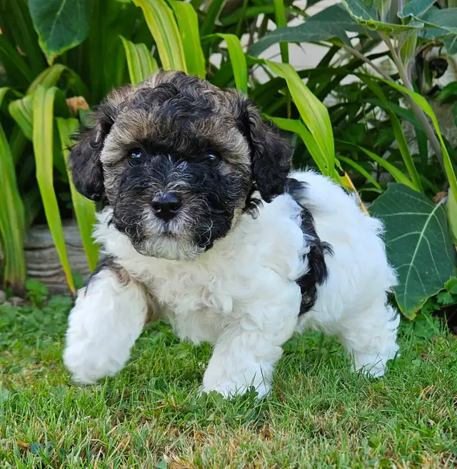 Teddybear Morkie - Poo Pups , party colors , very healthy pups