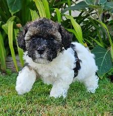 Teddybear Morkie - Poo Pups , party colors , very healthy pups