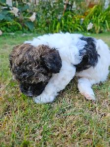 Teddybear Morkie - Poo Pups , party colors , very healthy pups - Photo 2