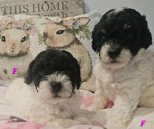 Teddybear Morkie - Poo Pups , party colors , very healthy pups - Photo 3