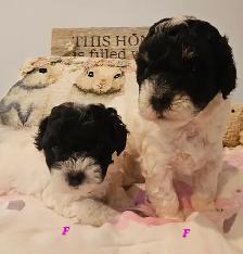 Teddybear Morkie - Poo Pups , party colors , very healthy pups - Photo 5