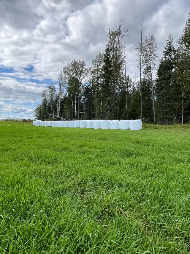 Grass Hay Silage Bales