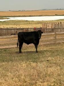 steer beef