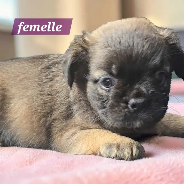 bouledogue français fluffy prete a partir