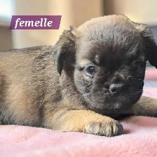 bouledogue français fluffy prete a partir
