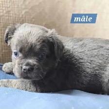 bouledogue français fluffy prete a partir - Photo 2