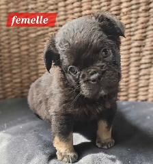 bouledogue français fluffy prete a partir - Photo 3
