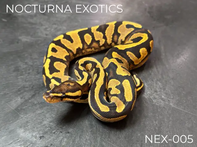 Baby Ball Pythons!