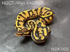 Baby Ball Pythons!