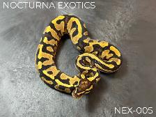 Baby Ball Pythons! - Photo 2