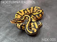 Baby Ball Pythons! - Photo 3