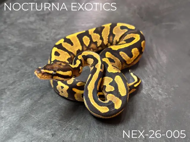 Baby Ball Pythons!