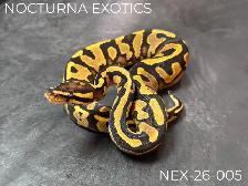 Baby Ball Pythons!
