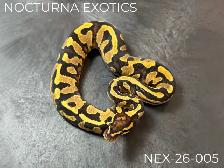 Baby Ball Pythons! - Photo 2