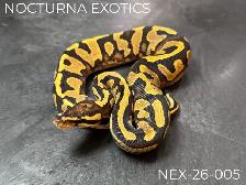 Baby Ball Pythons! - Photo 3