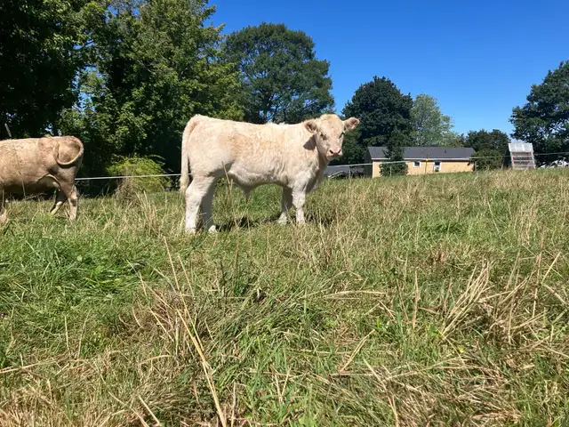 young bull (Ferdinand)