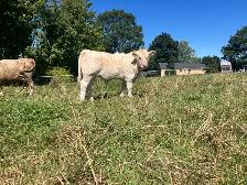 young bull (Ferdinand)