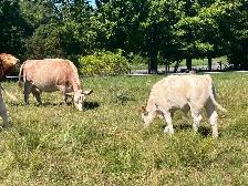 young bull (Ferdinand) - Photo 2