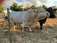 young bull (Ferdinand) - Photo 3
