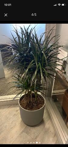 Plant Decor is Hiring - Photo 3