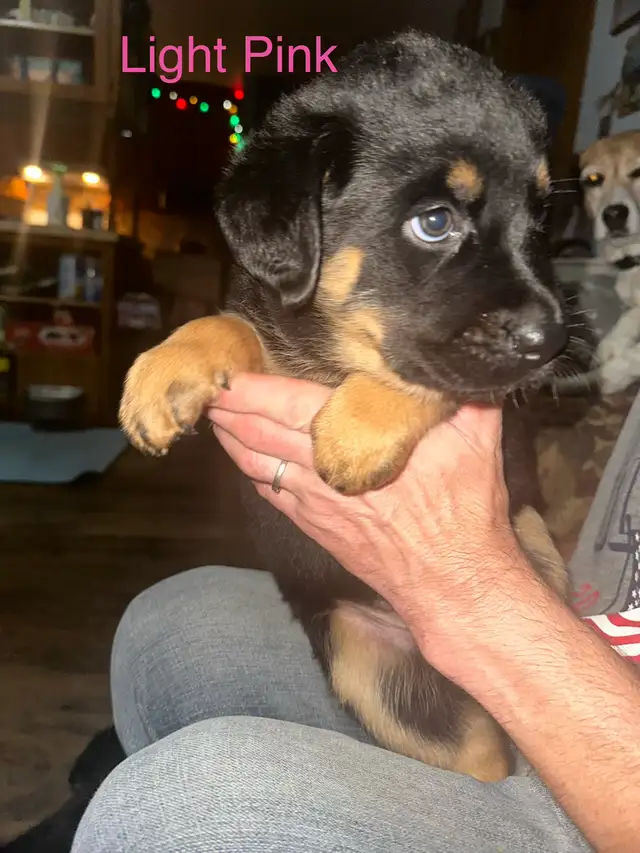 Sheppard rotti pups