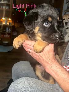 Sheppard rotti pups