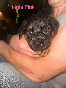 Sheppard rotti pups - Photo 2