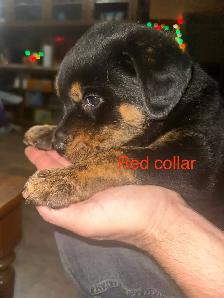 Sheppard rotti pups - Photo 3