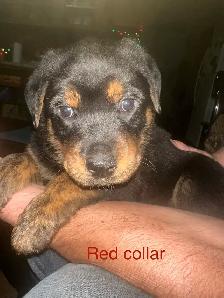 Sheppard rotti pups - Photo 4