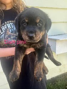 Sheppard rotti pups - Photo 5