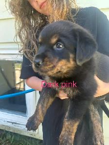 Sheppard rotti pups - Photo 6