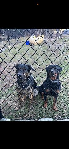 Sheppard rotti pups - Photo 7