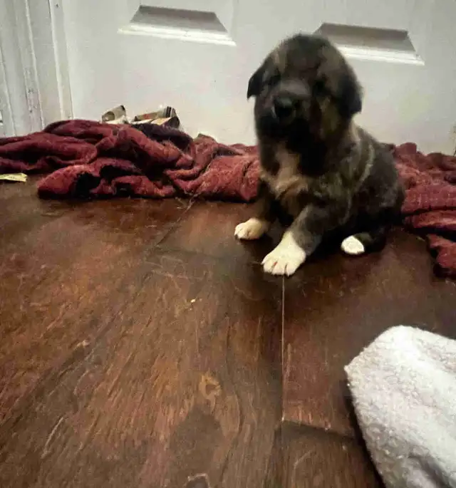 Australian shepherd  puppies ONLY 6 LEFT