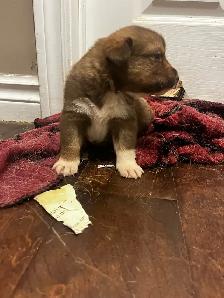 Australian shepherd  puppies ONLY 6 LEFT - Photo 2