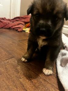Australian shepherd  puppies ONLY 6 LEFT - Photo 3