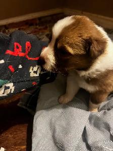 Australian shepherd  puppies ONLY 6 LEFT - Photo 4