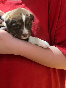 Australian shepherd  puppies ONLY 6 LEFT - Photo 5